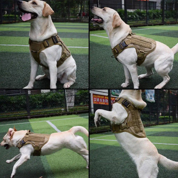 RAC3 Application des Gilets Tactiques Hi Viz, sécurité, CCTV pour maître- Chien, Gilets Tactiques, Orange RAC3 Application des Gilets Tactiques Hi Viz, sécurité, CCTV pour maître- Chien, Gilets Tactiques, Orange